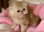 Sunny CFA Exotic Persian long hair male - Exotic Kitten For Sale - 