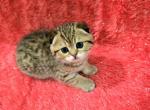 Mia - Scottish Fold Kitten For Sale - Philadelphia&comma; PA&comma; US