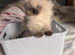 Chia - Himalayan Kitten For Sale - Dover&comma; NH&comma; US