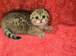 Mia2 - Scottish Straight Kitten For Sale - 