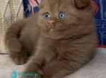 Mimi - Scottish Fold Kitten For Sale - Miami&comma; FL&comma; US