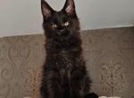 Megumi - Maine Coon Kitten For Sale - Hollywood&comma; FL&comma; US
