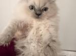 Fennel - Himalayan Kitten For Sale - Dover&comma; NH&comma; US