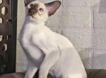 Ostin - Siamese Kitten For Sale - Hollywood&comma; FL&comma; US