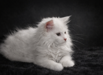 White Maine Coon Female - Maine Coon Kitten For Sale - 