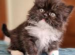 Nikole - Scottish Straight Kitten For Sale - Hollywood&comma; FL&comma; US