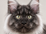 EUROPEAN BLACK SMOKE  MAINE COON - Maine Coon Kitten For Sale - NY&comma; US
