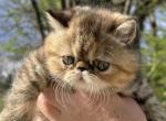 Penny CFA exotic Persian SH female - Exotic Kitten For Sale - 