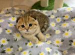 Leo - Scottish Fold Kitten For Sale - 