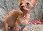 Naomi - Bambino Kitten For Sale