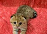 Lio - Scottish Straight Kitten For Sale - 