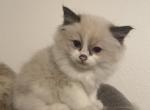 StellaStars2 - Ragdoll Kitten For Sale - 