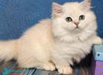 Pamela - Munchkin Kitten For Sale - Pembroke Pines&comma; FL&comma; US
