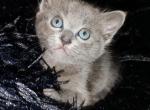 Lil littles - Russian Blue Kitten For Sale - Antioch&comma; CA&comma; US