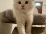 Stella3 - Ragdoll Kitten For Sale - 