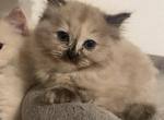 Stellastars4 - Ragdoll Kitten For Sale - 