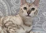 Flora - Bengal Kitten For Sale - 