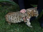 Elvis - Bengal Cat For Sale - Las Vegas&comma; NV&comma; US