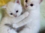 British White Point - British Shorthair Kitten For Sale - Orlando&comma; FL&comma; US