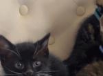Beautiful tuxedo kitten - American Wirehair Kitten For Sale