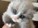 Asher - Ragdoll Kitten For Sale - 