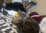 Sparrow - Russian Blue Cat For Sale - Okc&comma; OK&comma; US