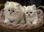 Meatball and Spaghetti - Scottish Fold Kitten For Sale - Jersey City&comma; NJ&comma; US