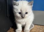Mister Orange - Ragdoll Kitten For Sale - Etters&comma; PA&comma; US