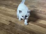 Mister Dark Blue - Ragdoll Kitten For Sale - Etters&comma; PA&comma; US
