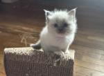 Mister White - Ragdoll Kitten For Sale - Etters&comma; PA&comma; US