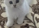 Liliy - Scottish Straight Kitten For Sale - 