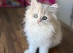 British Longhair Blue Golden - British Shorthair Kitten For Sale - 