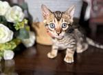 Milo - Bengal Kitten For Sale - 