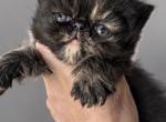 Tortoiseshell Girl - Persian Kitten For Sale - 