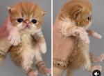 Red and white bicolor - Persian Kitten For Sale - 