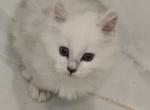 Frangipani Bayun - Maine Coon Kitten For Sale - Hudson&comma; FL&comma; US