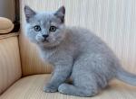 British Shorthair Lilac Male - British Shorthair Kitten For Sale - Orlando&comma; FL&comma; US