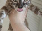 Spotted Bengal Kittens - Bengal Kitten For Sale - Bal Harbour&comma; FL&comma; US