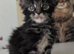 Tony - Maine Coon Kitten For Sale - Brooklyn&comma; NY&comma; US