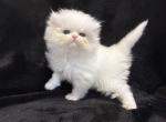 Bianca - Persian Kitten For Sale - Callahan&comma; FL&comma; US