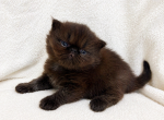 Merlin - Persian Kitten For Sale - Callahan&comma; FL&comma; US