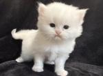 Astrid - Persian Kitten For Sale - Callahan&comma; FL&comma; US