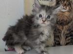 Lana - Maine Coon Kitten For Sale - Brooklyn&comma; NY&comma; US
