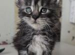Nancy - Maine Coon Kitten For Sale - Brooklyn&comma; NY&comma; US