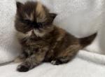 Cinnamon - Persian Kitten For Sale - Callahan&comma; FL&comma; US
