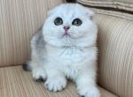 Scottish Fold Chinchilla Male - Scottish Fold Kitten For Sale - Orlando&comma; FL&comma; US