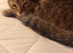 Faith - Domestic Cat For Adoption - Cincinnati&comma; OH&comma; US