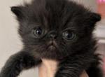 Black boy - Persian Kitten For Sale - Clay&comma; PA&comma; US