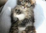 Aramis - Maine Coon Kitten For Sale - Susanville&comma; CA&comma; US