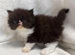 Tux - Persian Kitten For Sale - Callahan&comma; FL&comma; US